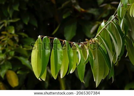 Indonesian dark wood, Ebony (Diospyros celebica) green leaves, seeds and flowers