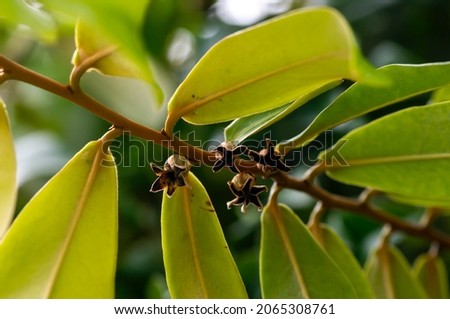 Indonesian dark wood, Ebony (Diospyros celebica) green leaves, seeds and flowers, selected focus
