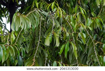 Indonesian dark wood, Ebony (Diospyros celebica) green leaves, seeds and flowers