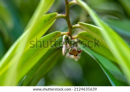 Indonesian dark wood, Ebony (Diospyros celebica) green leaves, and flower buds, selected focus