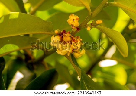 Indonesian dark wood, Ebony (Diospyros celebica) green leaves and flowers, selected focus