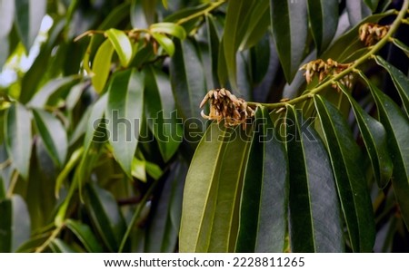 Indonesian dark wood, Ebony (Diospyros celebica) green leaves and flowers