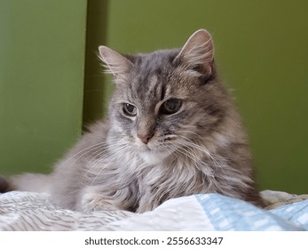 An Indonesian domestic cat with a sleek coat and playful personality, lounging in a sunny spot. Perfect for pet photography, showcasing the charm and beauty of local feline companions at home.
 - Powered by Shutterstock