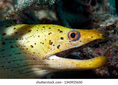 80 Moral eel Images, Stock Photos & Vectors | Shutterstock