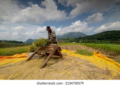 Indonesian Farmers Drying Rice In Trawas Village ,Mojokerto East Java Indonesia 11 Febuari 2022