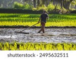 An Indonesian farmers are plowing rice fields using traditional hand plow in Batukaras, Pangandaran, West Java Indonesia. Javanese Rural scene, paddy terrace in a village.