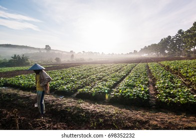 Indonesian Farmers Preparing Farmland Since Sunrise With Traditional Method 