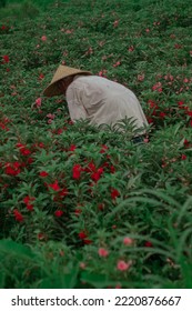 Indonesian Farmers Working At The Fields