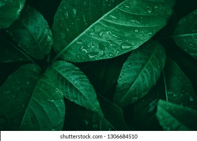 Indonesian forest leaves, edited with lightroom with dark brown style to make wallpaper