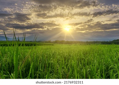 Indonesian morning view with the sun shining over the mountains and green rice fields