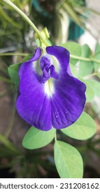 Indonesian native butterfly pea flower with a nice purple color - Shutterstock ID 2312081625