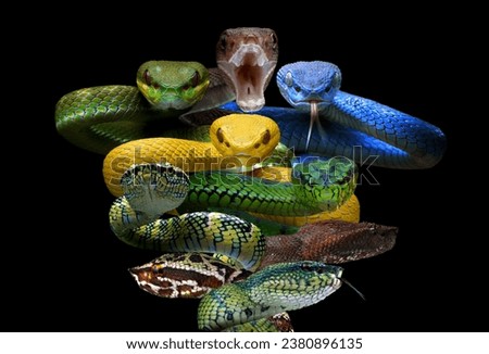 Indonesian pit viper group, Indonesin pit vipet snakes, Group of Indonesian venomous snake, Pit Viper snake clooseup