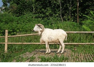 Indonesian sheep or Domba Garut with big horn in a grass farm, sacrificial animal for Eid El Adha - Shutterstock ID 2316238611