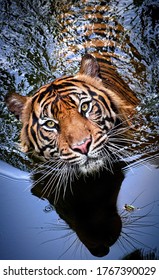 Indonesian Tiger With Animal Instinct