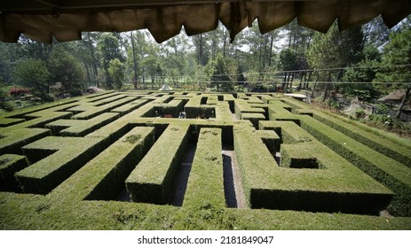 Indonesia's Forest Labyrinth Exciting Adventure