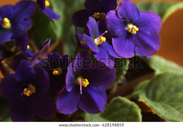 Indoor African Violet Full Bloom During Stock Photo Edit Now 628198859