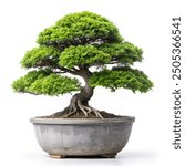 Indoor bonsai tree in a textured gray pot isolated against a pure white background