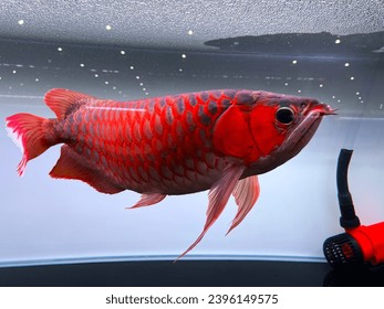 Indoor breeding of red Asiatic dragons fish