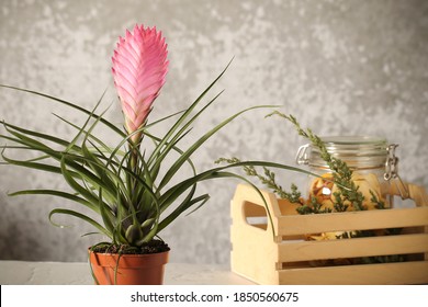 Indoor Bromeliad On A White Background