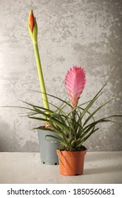 Indoor Bromeliad On A White Background