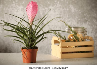 Indoor Bromeliad On A White Background	
