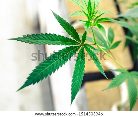 Image, Stock Photo cannabis leaf