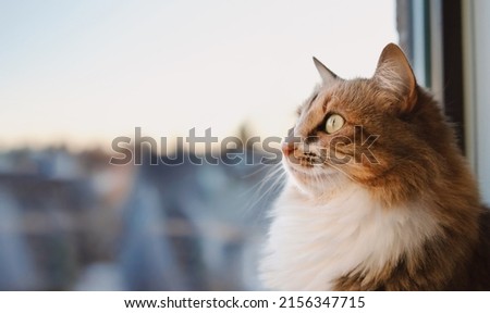Indoor cat looking at something outside. Side profile of cute fluffy kitty sitting by the window with intense body language while staring at a bird of screen. Selective focus with defocused sunset.