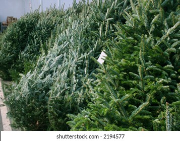 Indoor Christmas Tree Lot With Tagged Pines