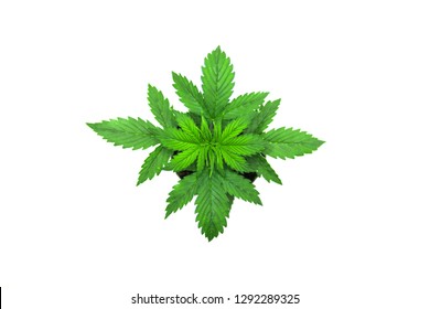 70,497 Indica cannabis Images, Stock Photos & Vectors | Shutterstock