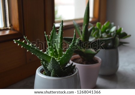 Image, Stock Photo Stacheliger grüner Kaktus mit oranger Blüte