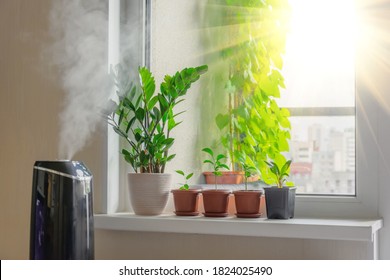 Indoor decorative and deciduous plants on the windowsill in an apartment with a steam humidifier, against the background outside the window of the city and multi-storey buildings