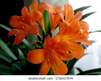 Indoor Decorative Plant Clivia. Peduncle With Orange Flowers.