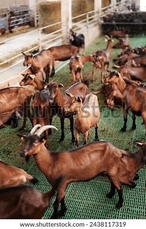 Indoor farm with many brown goats behind a fence