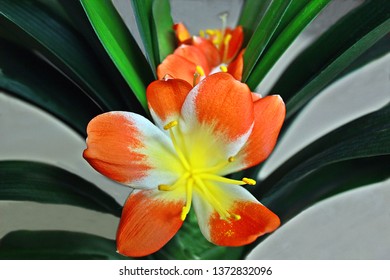 Indoor Flower Clivia