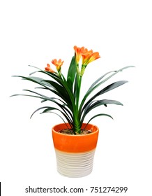 Indoor Flower Clivia In A Pot, Isolated On White Background.