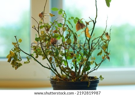 Indoor flower with dried leaves on a light background.