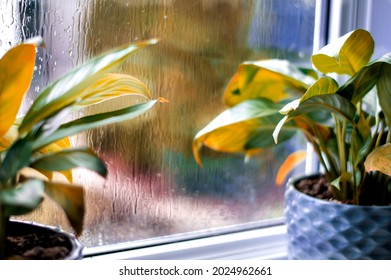 Indoor Flowers On The Window, Which Is Wet From The Rain. It's Raining Outside.