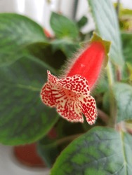 Indoor Fluffy Red Small Flower (Kohleria)
 Bell-shaped In Green Leaves, On The Windowsill (angle).