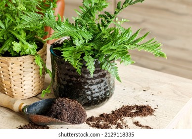 Indoor garden gardening Tools , soil and fern pots on the table prepare for  indoor decoration or small apartment, leisure concept - Shutterstock ID 2129118335