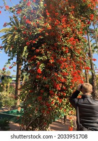 Indoor Garden In Marakesh, Morocco. 