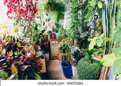 Indoor Garden In Sunny Apartment Room. 