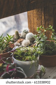 Indoor Garden In The Windowsill Of An Apartment In Bushwick, Brooklyn