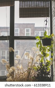 Indoor Garden In The Windowsill Of An Apartment In Bushwick, Brooklyn