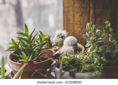 Indoor Garden In The Windowsill Of An Apartment In Bushwick, Brooklyn