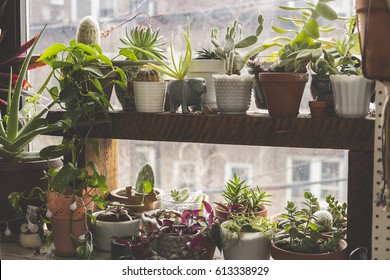 Indoor Garden In The Windowsill Of An Apartment In Bushwick, Brooklyn