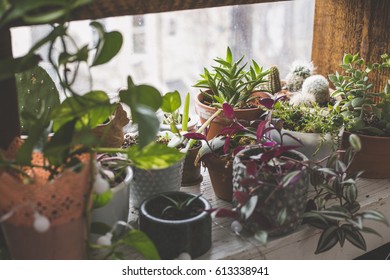 Indoor Garden In The Windowsill Of An Apartment In Bushwick, Brooklyn