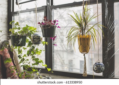 Indoor Garden in the Windowsill of an Apartment in Bushwick, Brooklyn - Powered by Shutterstock