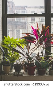 Indoor Garden In The Windowsill Of An Apartment In Bushwick, Brooklyn