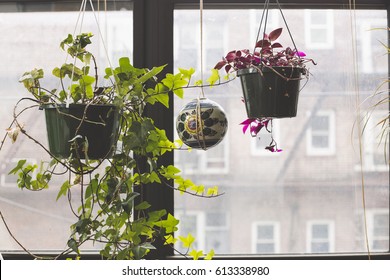 Indoor Garden In The Windowsill Of An Apartment In Bushwick, Brooklyn