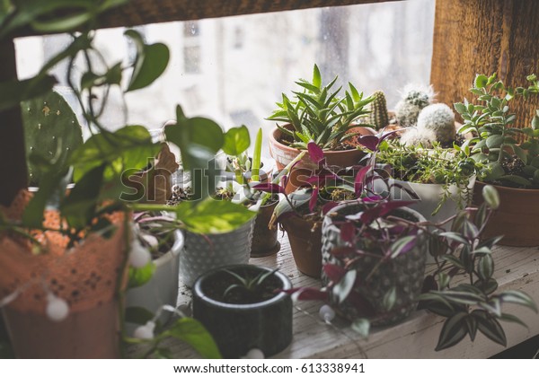 Indoor Garden Windowsill Apartment Bushwick Brooklyn Stock Photo